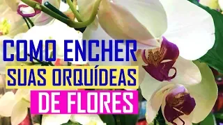 Orquídeas que não Florescem? 5 DICAS PARA SUPER FLORIR ORQUÍDEAS !