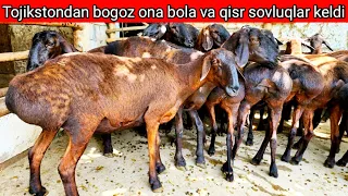 ona bola bogoz va qisr sovluqlar keldi Tojikstondan xisorilari