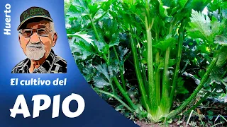 𝗔𝗣𝗜𝗢: COMO SEMBRAR Y CULTIVAR APIO. En sopas, cocidos o ensaladas.