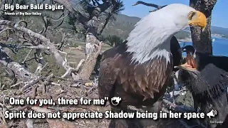 Big Bear🦅"One For You Three For Me!"🐡Spirit Does Not Appreciate Shadow Being In Her Space🐥2022-05-18