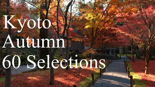 京都の紅葉60選 : The 60 Best Autumn Leaves Spots In Kyoto.