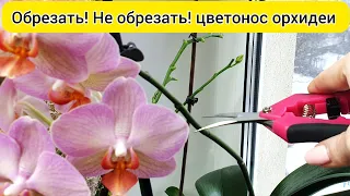 Оставь ЦВЕТОНОС ОРХИДЕИ для ПЫШНОГО цветения орхидей и ПОВТОРНОГО ЦВЕТЕНИЯ орхидей