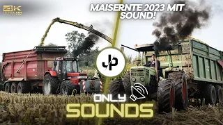 Maisernte 2023, Case 1255XL vor Tridem Krampe! SOUND! || JP Agrar