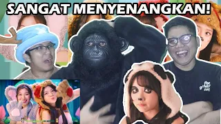 REACTION JKT48 Special Performance Video - Kebun Binatang Saat Hujan | REACT BARENG GORILLA!