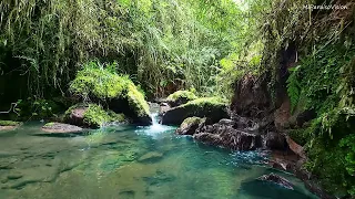 Beautiful Birds Chirping, Peaceful Stream Flowing in the Andes Mountain Range