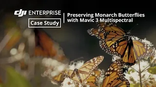 How a Drone Is Saving the Monarch Butterfly: A Look at the Mavic 3 Multispectral