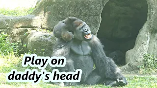 Little gorilla with daddy Part 1 : Jabali climbed to daddy's head to play. / 小金剛猩猩Jabali爬到爸爸頭上玩