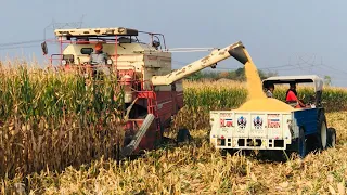 Corn Harvesting Machine / मकई फसल की कटाई मशीन / Preet 987