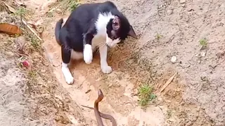 Snake Cobra VS Cat