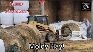 Sheep Farming: Problems With Wrapped Hay!