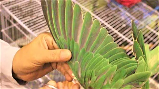 How to cut parrot wings? | Trimming parrot's wing | Cutting parrot's wing at home with easy tips.