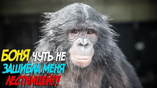 Шимпанзе Боня плавает а Мальта наблюдает // Bonya swims and chimpanzee Malta watches