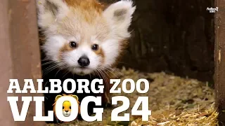 GIRAFFERNE SER JULEPYNT FOR FØRSTE GANG│MØD DEN RØDE PANDAUNGE│GÆT ET DYR QUIZ│AALBORG ZOO VLOG 24