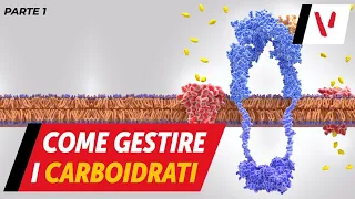 Come gestire i carboidrati - parte 1