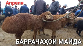 молбозор худжанд баррачахои бе оча ва оча бачахо кушкорхо нарху наво дар молбозор апрель