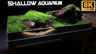 Wonderful Shallow Aquarium