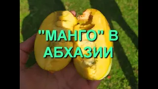 Фрукт как Манго растет в Абхазии