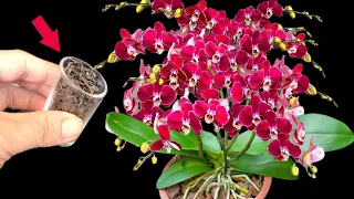 Only 1 cup! Making orchids bloom throughout all seasons has never been easier!