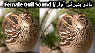 Female Quail Sound// مادی بٹیر کی آواز