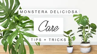 Tips + Tricks For Monstera Deliciosa | ALL YOU NEED TO KNOW 🌿 Indoor Plant Tips For Beginners