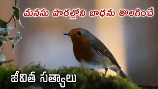 ఒంటరిగా బాధ పడుతున్నారా || Telugu Healing Quotes|| Manchi Matalu || Suktulu || Jivitha Sathyalu