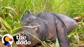 Wild Boar Who Couldn’t Move For A Week Demands Belly Rubs Now | The Dodo Comeback Kids