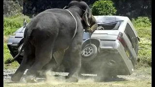 Слоны атакуют авто / Elephants are attacking cars