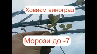 зворотні заморозки на 20 квітня чи ховати виноград?