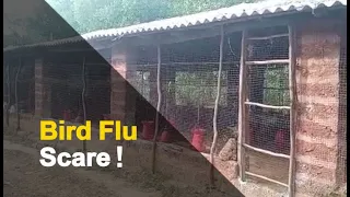 Mass Poultry Deaths At Khordha Farm Triggers Bird-Flu Suspicions | OTV News