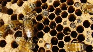 Killing Bees: Are Government and Industry Responsible?
