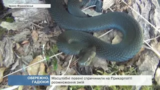 Масштабні повені на Прикарпатті спричинили масове розмноження змій