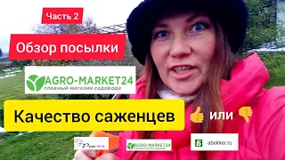 ⚫Где купить саженцы /Агромаркет 24 отзывы /Распаковка и обзор посылки / Часть2 / Агромаркет