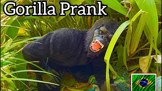 Gorilla Prank in São Paulo