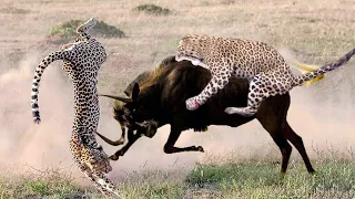Fastest Hunters in Africa Fail –Wildebeest Take Down Cheetah | Hippo Saves Wildebeest From Crocodile