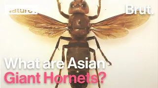 What are Asian Giant Hornets?