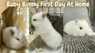 Rabbit Babies newborn to 14 days baby bunny kits🐇🐇🐣🐣🐤🐤 മുയൽ https://youtu.be/TdyMVFa5JnMcute