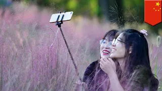 Chinese tourists destroy rare pink grass to take selfies - TomoNews