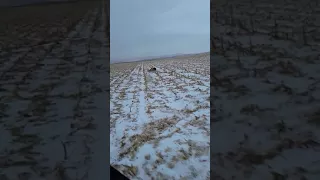 Coyote vs Dog