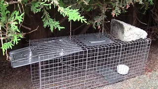 Use Havahart Live Animal Trap to Bait and Catch Raccoon, Groundhog, and other Nuisance Wildlife