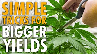 How To Train Cannabis For Bigger Yields – Easy Guide