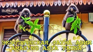 🐚 НЕОБЫЧНЫЙ ЖИВОТНЫЙ МИР И ЭКЗОТИЧЕСКАЯ ФАУНА АЗИИ НАЕДИНЕ С ПРИРОДОЙ 🐜 TRAVEL VLOG AMAZING ASIA