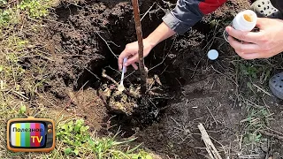 Две ложки под саженец при посадке и у него будут мощные корни