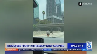 Dog saved from the 110 Freeway now adopted