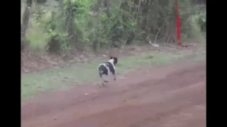 RALLY CAR JUMPS OVER DOG!!!! MUST SEE!!!!!