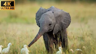 Most funny and cute baby elephant #funny #cute #elephant