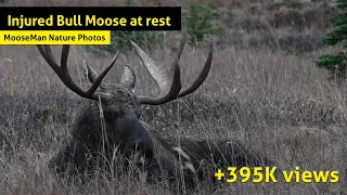 Injured Giant Bull Moose at rest