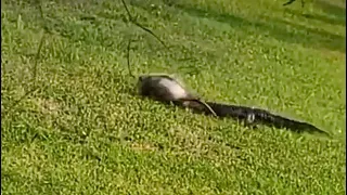 Juvenile Alligator chases down and attacks opossum. Drags it to its death.