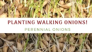 How To Plant Walking Onions! 💚 Easy Gardening Tips