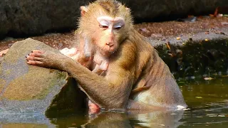Mother monkey bring new born baby drowning in to deeper water