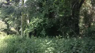 Strange noise in the forest